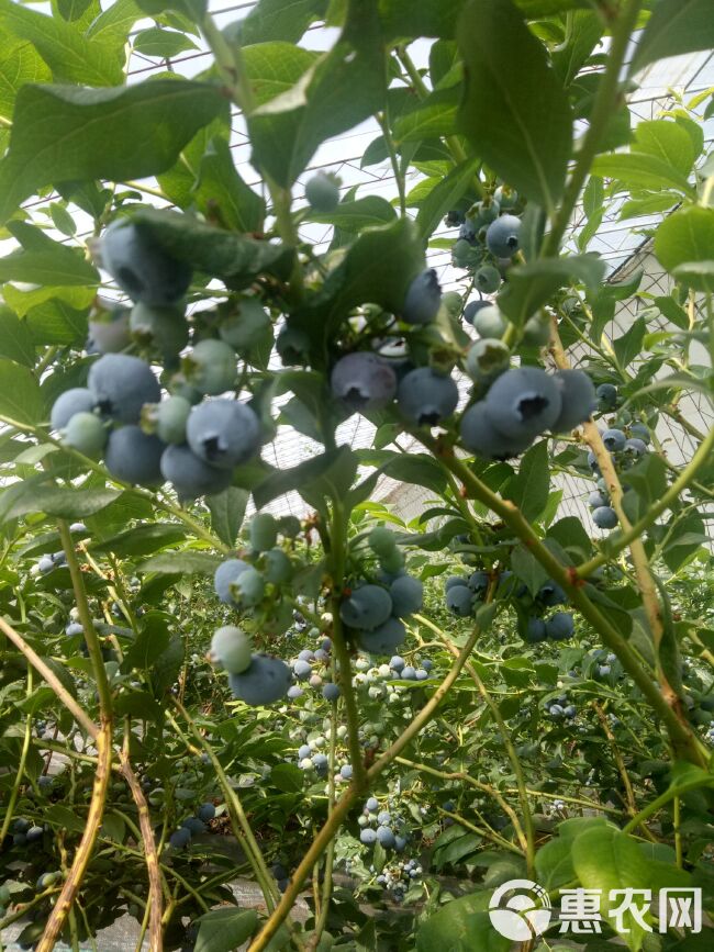 蓝丰蓝莓 15mm以上 鲜果