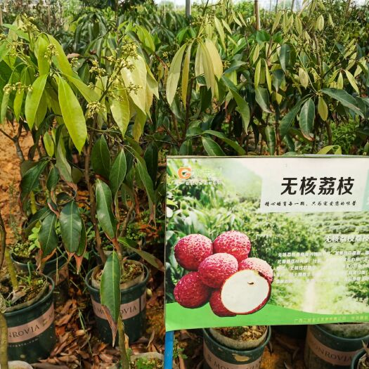 灵山县无核荔枝苗