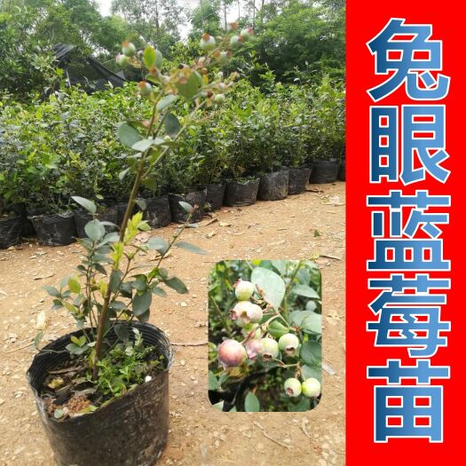 灵山县兔眼蓝莓苗 基地供应 现货批发 正品包邮