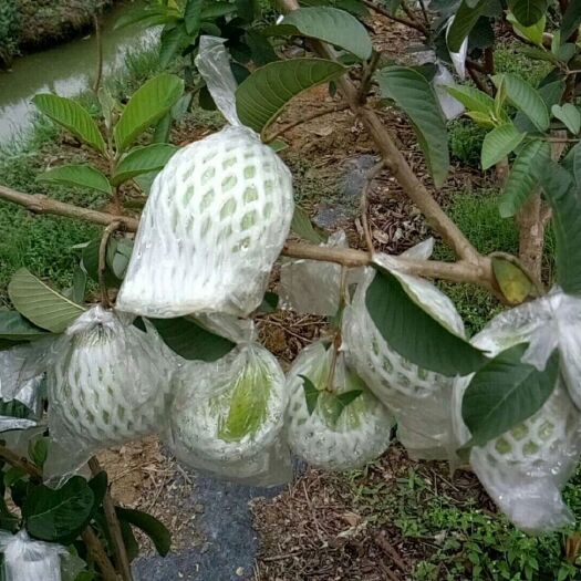 灵山县红心芭乐 200-250克