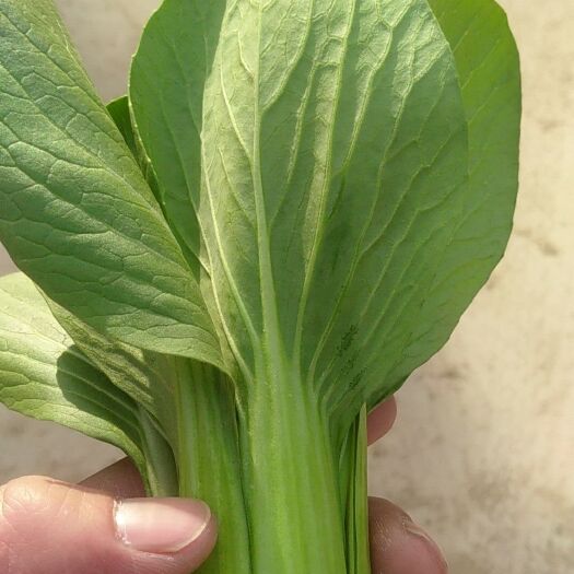 曹县北方小油菜 1两以下