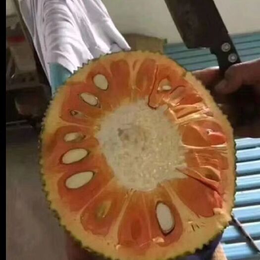 灵山县 菠萝蜜苗 红肉菠萝蜜苗