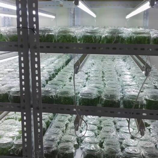 昆明非洲菊苗