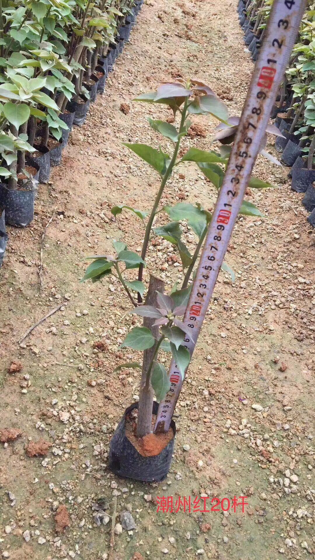 紫花三角梅 0.2~0.5米