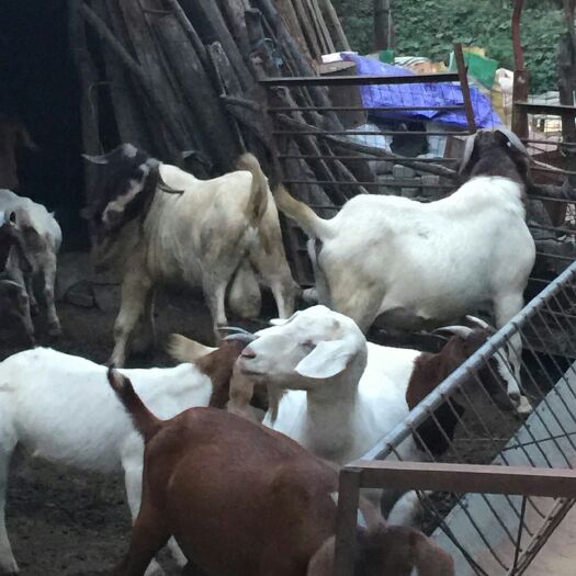 信阳山羊  种羊