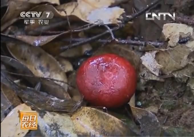 容县 野生红菇