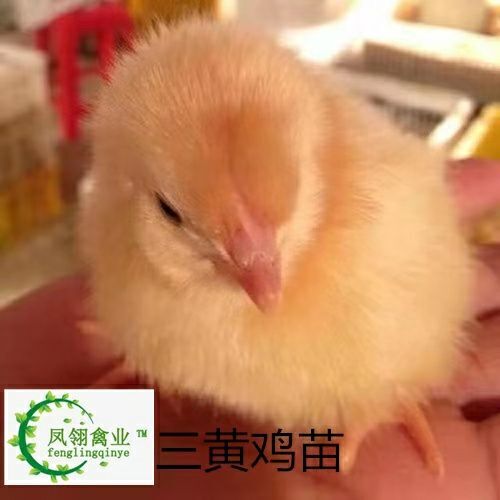 南宁三黄鸡苗