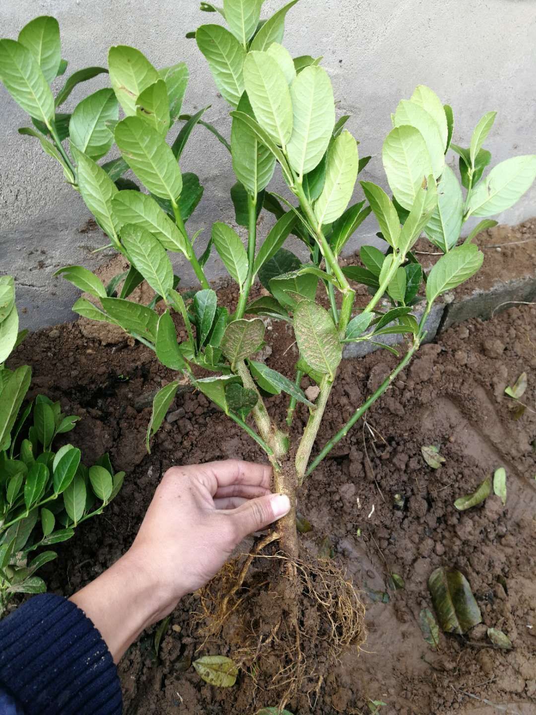 佛手苗  ，当年结果，保证质量纯度保鲜发货，全国包邮可带果发货基地直销