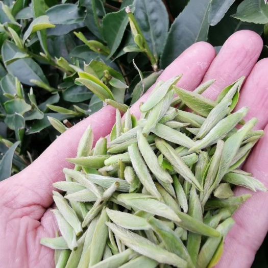 福鼎市白毫银针 特级 散装