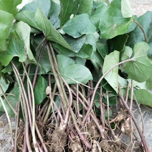 杭州风柜斗草 大吴风草 大量供应，基地认证