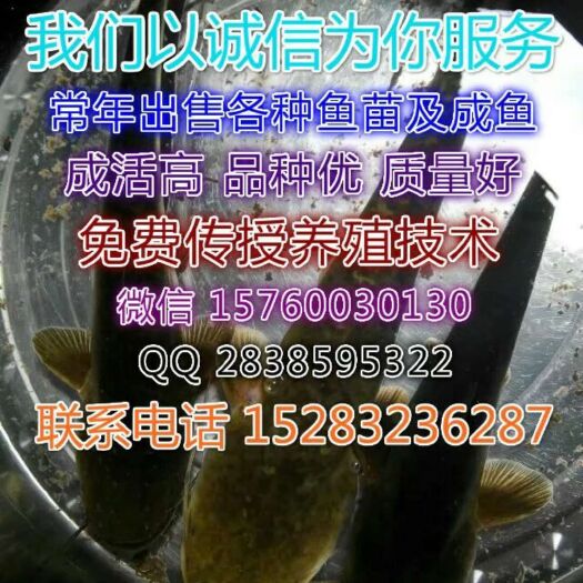 简阳市鲢鱼苗