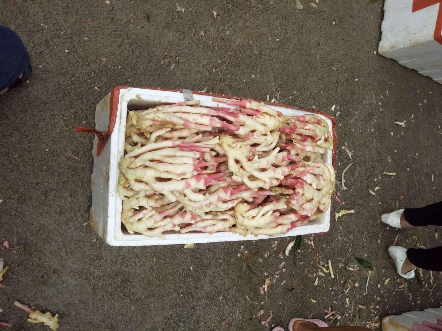 菜姜 混装通货 水洗