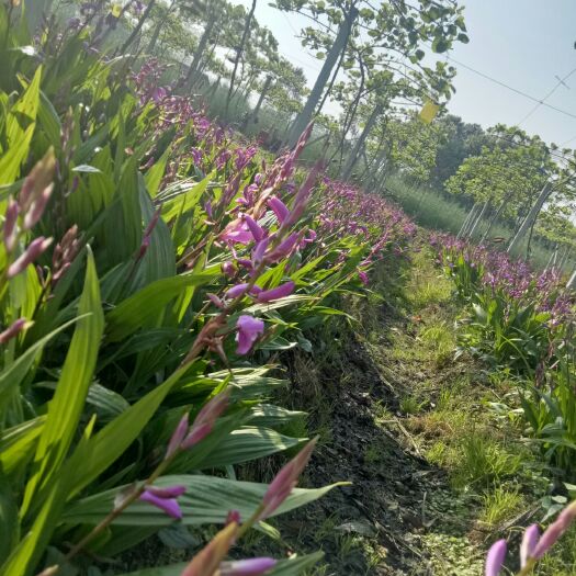 都江堰市紫花白芨苗