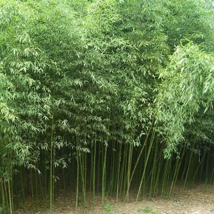 沭阳县青皮竹