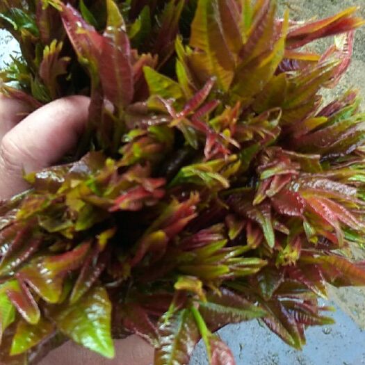 大竹县红香椿芽 9~12cm