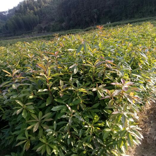清流县木荷种子  木荷苗