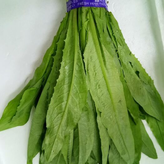 曹县青油麦  35~40cm 联系17852936601