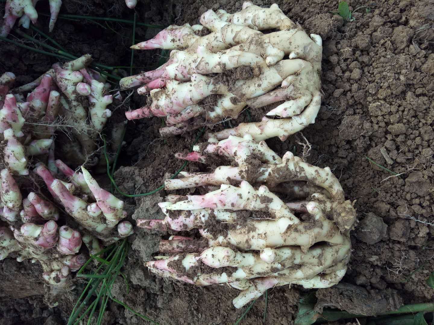 菜姜 混装通货 水洗