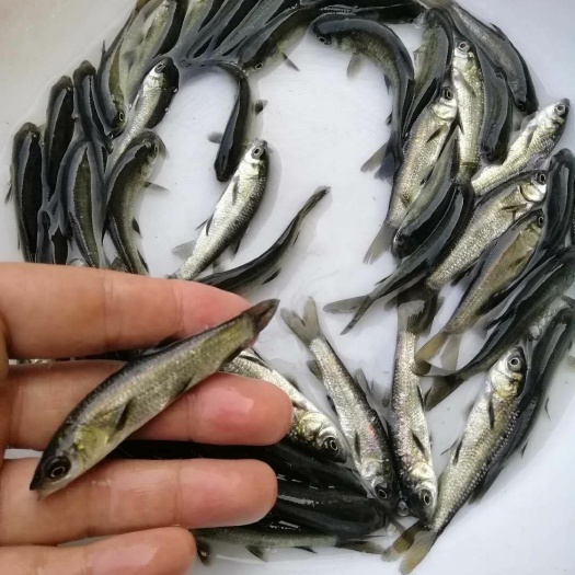 清远 黑鲩鱼苗 热销