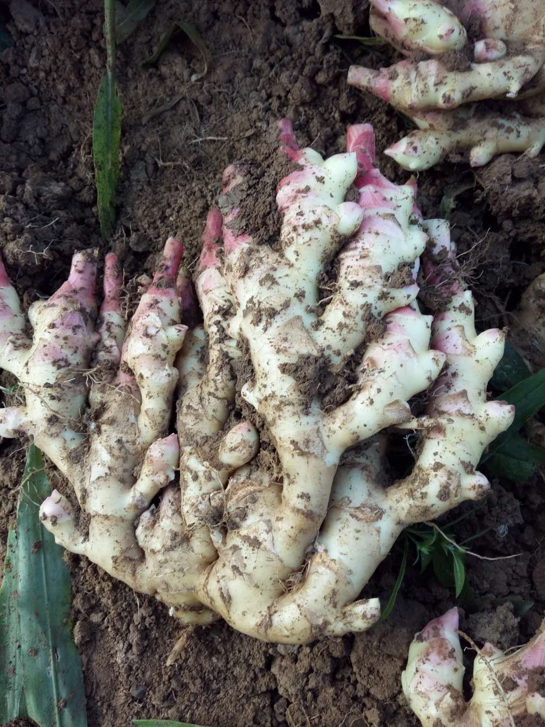 菜姜 混装通货 水洗