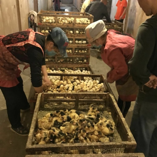 广汉市半番鸭苗  骡鸭苗 大种肉骡鸭 成年均重8斤