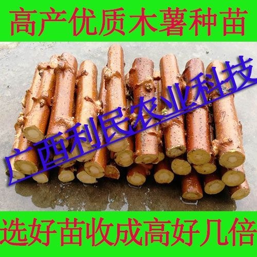 容县木薯种苗 木薯种子面包种子种杆茎
