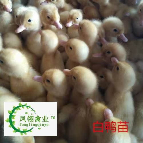 南宁白鸭苗
