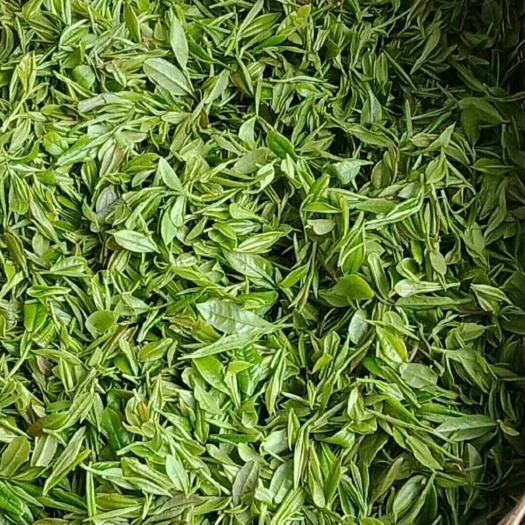 平利县高山绿茶 一级 袋装