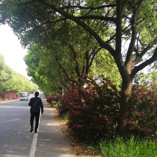 宜兴市全冠香樟
