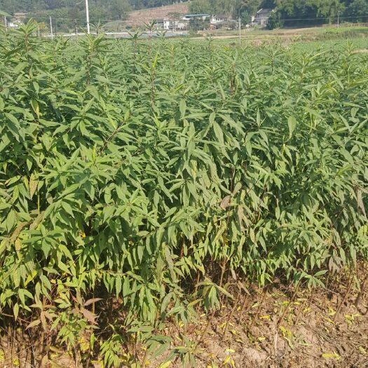 简阳市山桃苗 1~1.5米