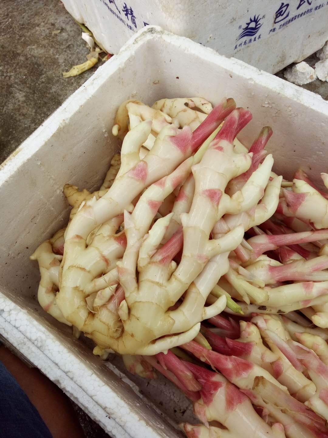 菜姜 混装通货 水洗