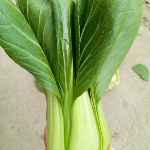 曹县北方小油菜 1~2两