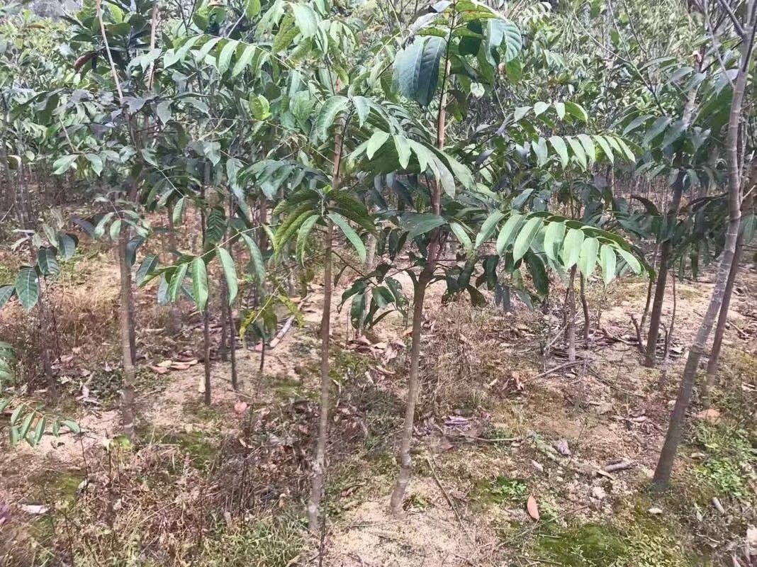 黄橄榄苗  黑橄榄
地苗，杯苗