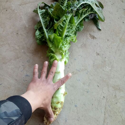 通许县红叶香莴苣 上货量大   质量优   个头适中