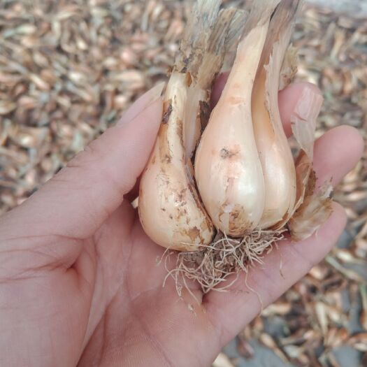 威远县香葱种子  新鲜香葱 四川香葱 红葱头 鲜货