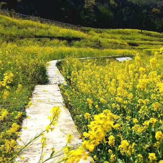 南部县压榨菜籽油