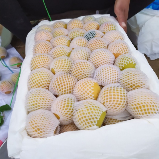 砀山县金太阳杏 45mm以上