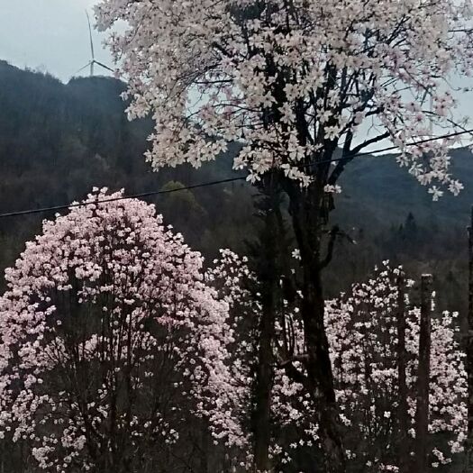 奉节红玉兰