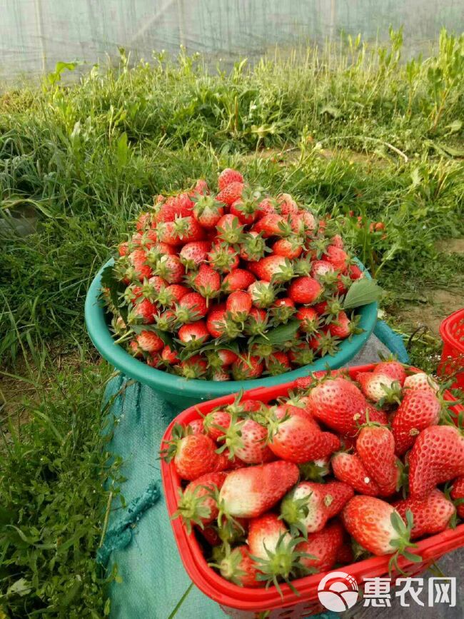 甜宝草莓苗 10~20公分 地栽苗