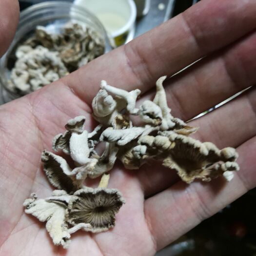 永顺县白参菌