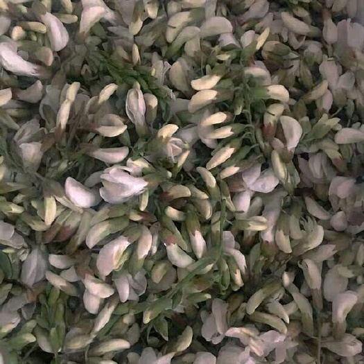 蒙阴县槐树花 鲜货