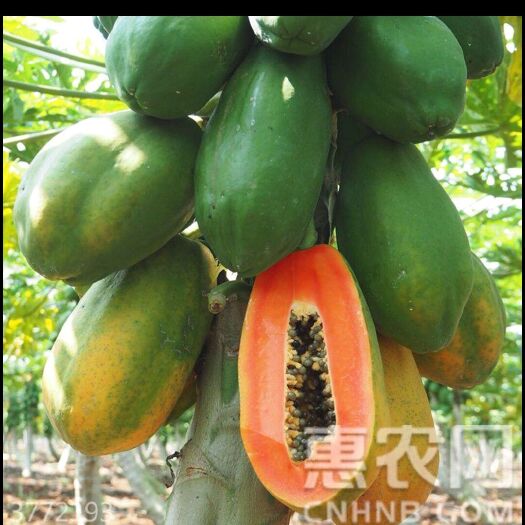 天等县红心木瓜 2.5 - 3斤
