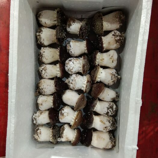 太康县赤松茸 5cm以下 未开伞 鲜货 人工种植