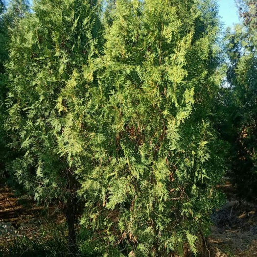 潍坊圆枝侧柏