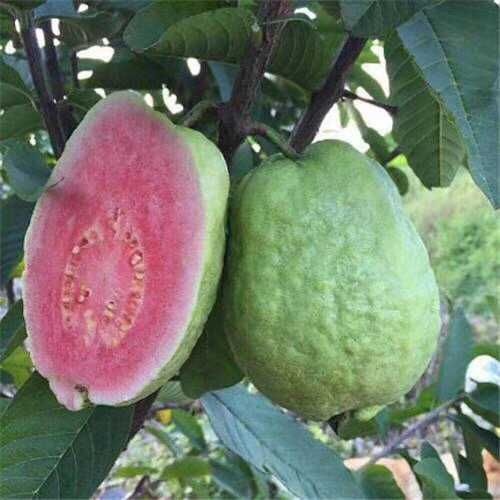 灵山县 番石榴红宝石少籽芭乐苗