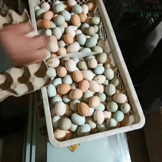 三门峡柴鸡蛋 食用 箱装