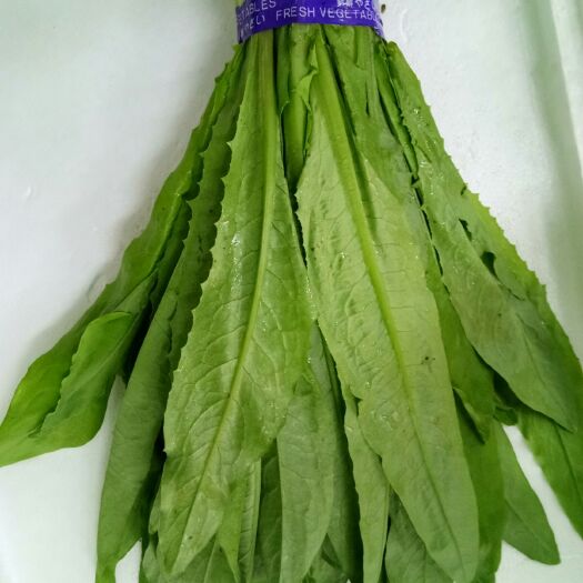 曹县青油麦 35~40cm