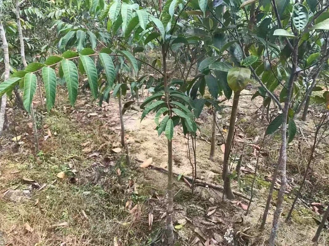黄橄榄苗  黑橄榄
地苗，杯苗