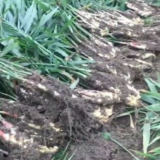 阜阳小黄姜 混装通货 带土