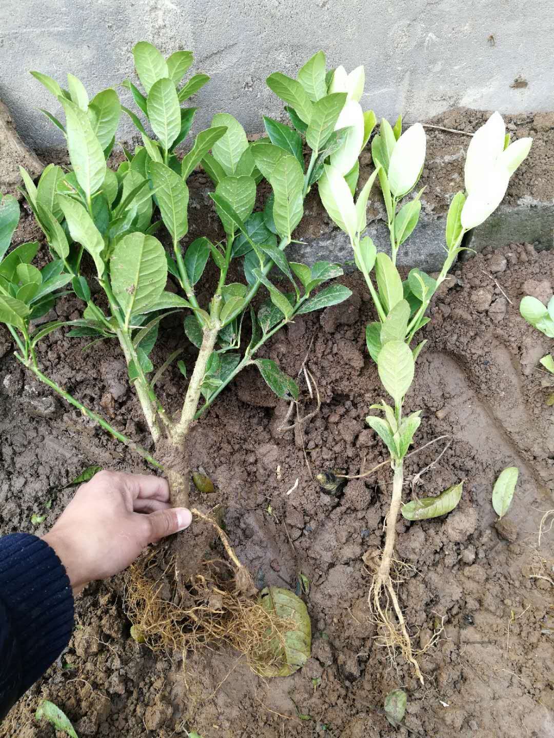 佛手苗  ，当年结果，保证质量纯度保鲜发货，全国包邮可带果发货基地直销